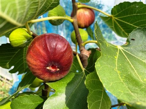 無花果 種|【初心者向け】イチジク（無花果）の育て方のポイン。